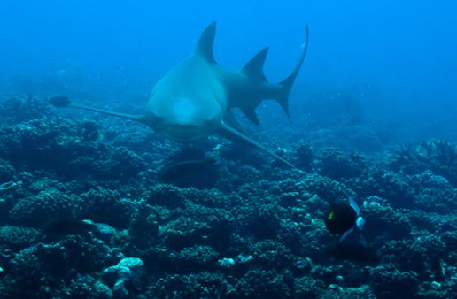 PF Moorea est passeopunohu150809_006.jpg